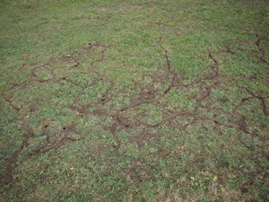 mauswege6_Bildgröße ändern.JPG mauswege6_Bildgröße ändern.JPG