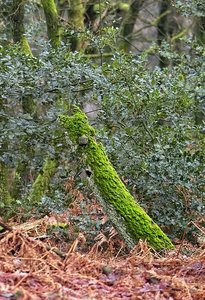 17 01 2011 IMG04490_cr(c) PPf.jpg