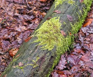 17 01 2011 IMG04491_cr(c) PPf.jpg