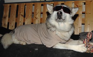 real_cool_malamute.JPG