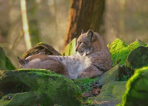 Luchs5-web.jpg