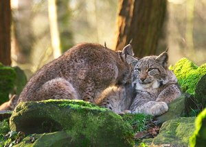 Luchs3-web.jpg