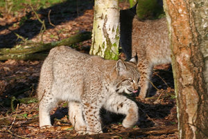 Luchs1-web.jpg