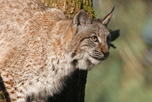 Luchs2-web.jpg