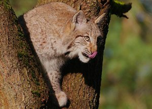 Luchs6-web.jpg