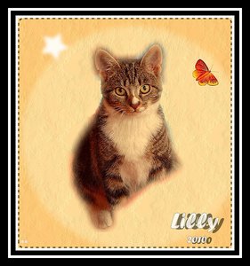 Lilly 295Lilly 500 kbLilly fertiges Bild.jpg