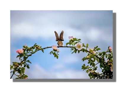 _1500IMG_0187 (2)-Edit-Edit.jpg