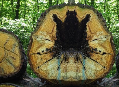 P5024962_ji.jpg P5024962_ji.jpg