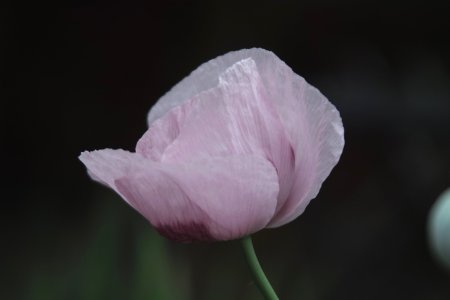 SDIM3448.JPG SDIM3448.JPG