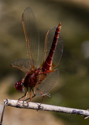 _S5A3356-Verbessert-NR Kopie.jpg