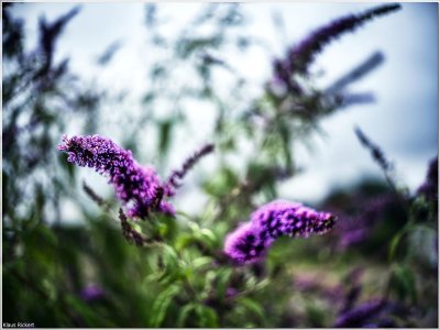 Bild 60.jpg Bild 60.jpg