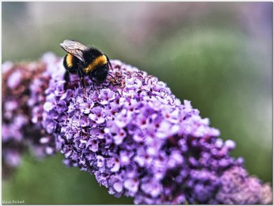 Bild 62.jpg Bild 62.jpg