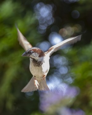 _S5A5010-1 Kopie.jpg