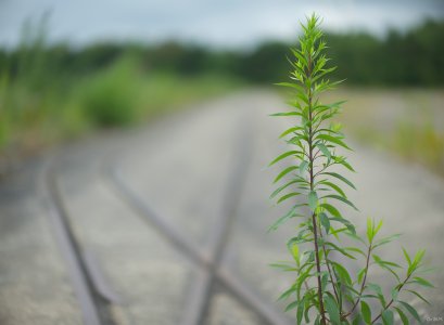 comp_DSCF3126.jpg comp_DSCF3126.jpg