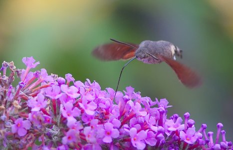 comp_DSCF3137.jpg comp_DSCF3137.jpg