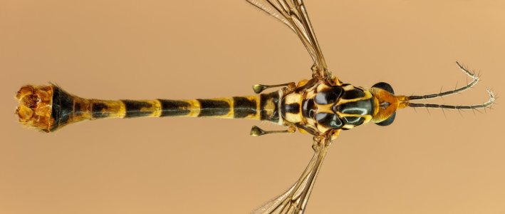 Schnakenpano 01-klein.jpg