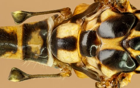 Schnakenpano Detail - MF.jpg