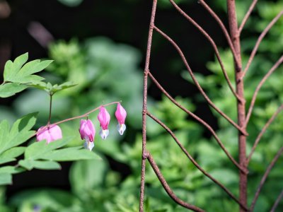 XT105137-MD 85 mm.jpeg