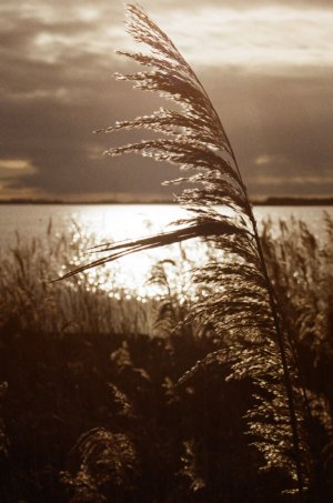 Olympus OM-1_März bis Juli 2025 (37).jpg