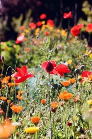 Olympus OM-1_März bis Juli 2025 (22).jpg