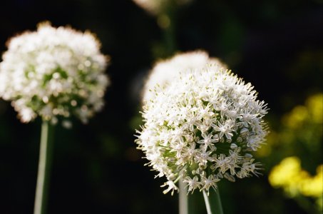 Olympus OM-1_März bis Juli 2025 (23).jpg