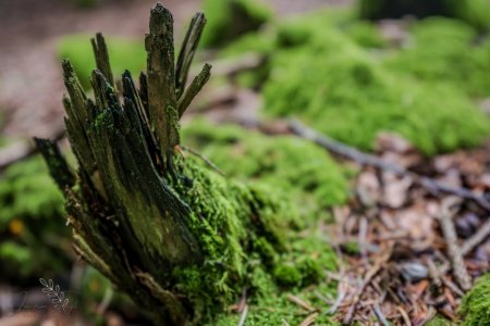 DSC_4234.jpg DSC_4234.jpg