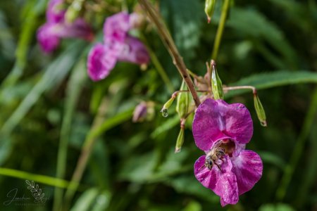 DSC_4669.jpg DSC_4669.jpg