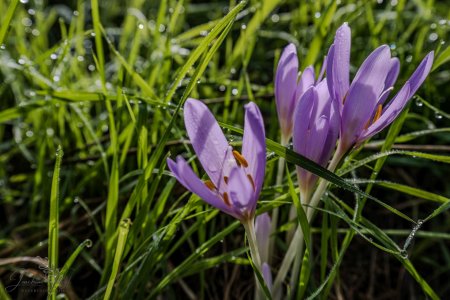 DSC_4685.jpg DSC_4685.jpg