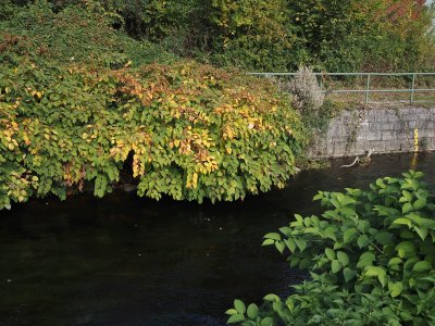 comp_20251015_121458 Herbst.jpg