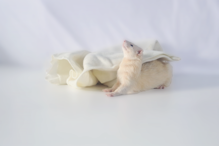 IMG_0370.png IMG_0370.png