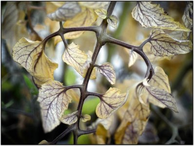 DSCF1305-klein (1).jpg