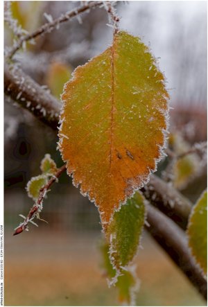 IMG_2104 (Kopie).jpg