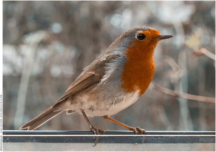 _MG_4315 (Kopie).jpg