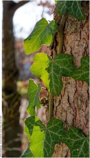 IMG_1838 (Kopie).jpg