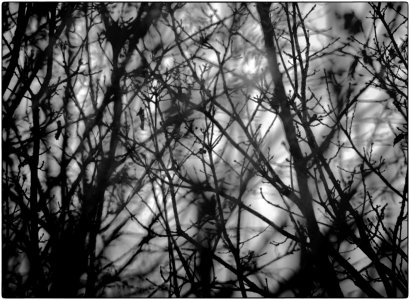 DSCF4520-sw-2k (1)_Sn.jpg