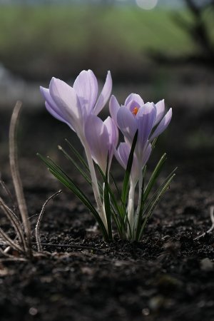 comp_7.jpg comp_7.jpg