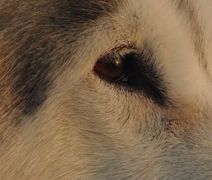 DSC_1516_crop.JPG DSC_1516_crop.JPG