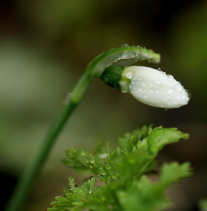 Schneeglöckchen1.jpg