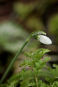 Schneeglöckchen2.jpg