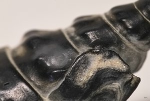 Sigma Makro 2,8 105mm IMG08851(c) PPf.jpg