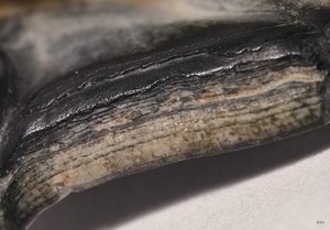 Sigma Makro 2,8 105mm IMG08852(c) PPf.jpg