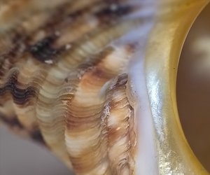 Sigma Makro 2,8 105mm IMG08856(c) PPf.jpg