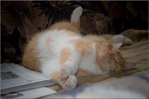 katerchen2_aus RAW_komprimi.JPG