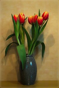 Tulpen-SD15 - SDIM2492.jpg