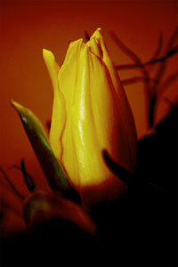 Tulpe2.jpg