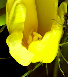 Tulpe3.jpg