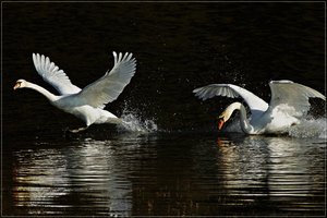 22085d1297284545-schwaene-hat-doch-jeder-dsc03576.jpg 22085d1297284545-schwaene-hat-doch-jeder-dsc03576.jpg