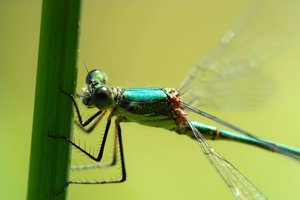 jungfer-blau2.jpg jungfer-blau2.jpg