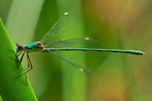 jungfer-blau3.jpg jungfer-blau3.jpg