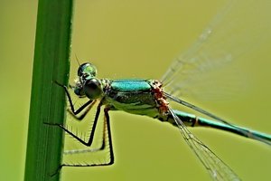 jungfer-blau2_2kopie.jpg jungfer-blau2_2kopie.jpg